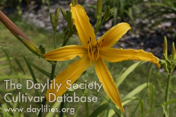 Daylily Woodlands Yellow Warbler